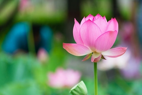 lotus-Mindful living